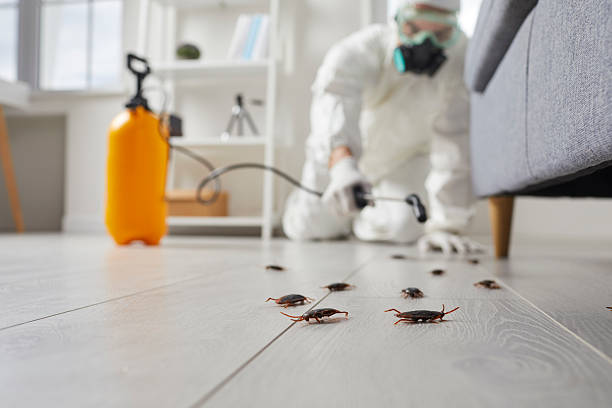 Post-Treatment Bed Bug Interceptor Monitoring in Proctor
